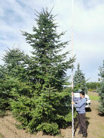 Abies nordmanniana